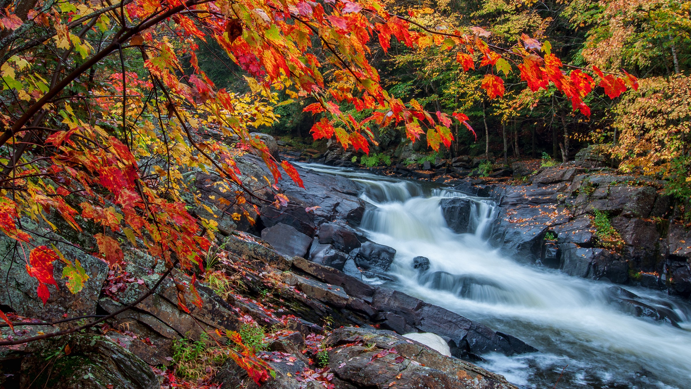 Why Leaves Change Colour