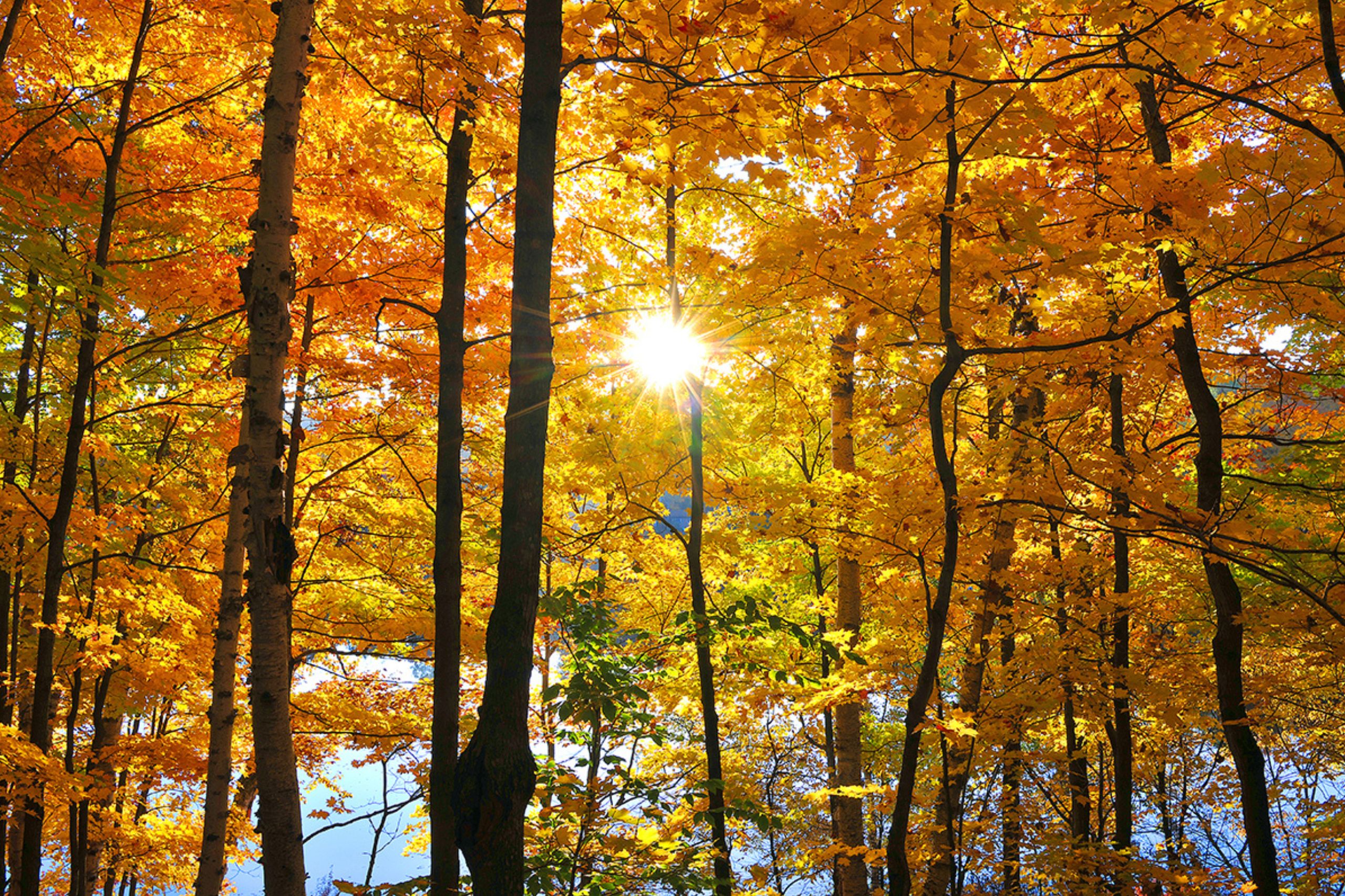 sun shining through orange and yellow tree leaves